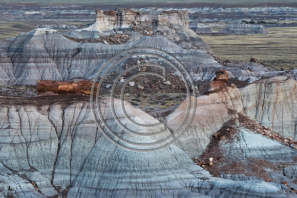 Petrified Log at Blue Mesa
