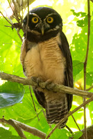 Spectacle Owl