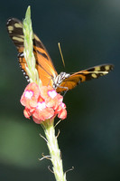 Monarch in Costa Rica