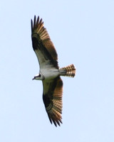 Osprey