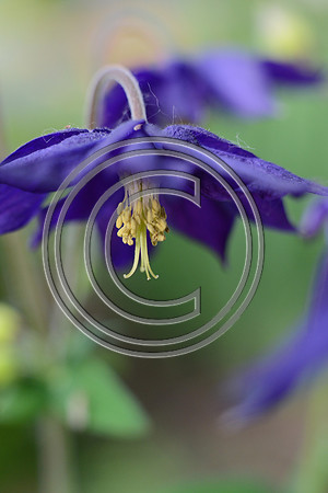 Purple Parachute with the Golden Treasure