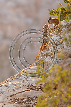 Chipmunks Kiss               On the south rim of the Grand Canyon at dawn)
