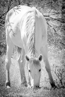 Dads White Horse