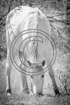 Dads White Horse