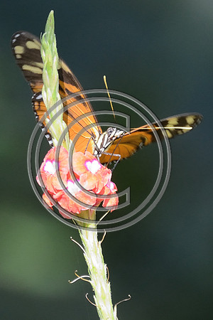 Monarch in Costa Rica
