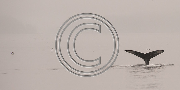 Humpback Fluke in the Morning Mist   (Vancouver island)