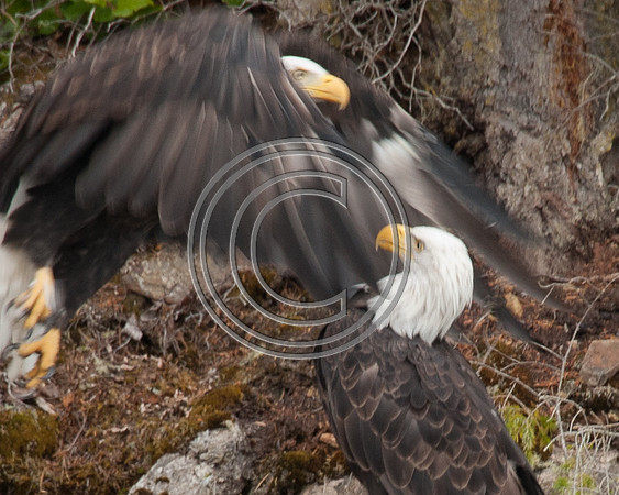Intimate Take-off