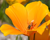 Poppy pollination