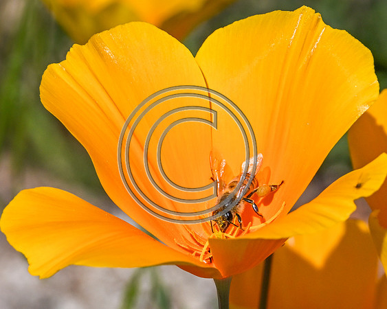 Poppy pollination