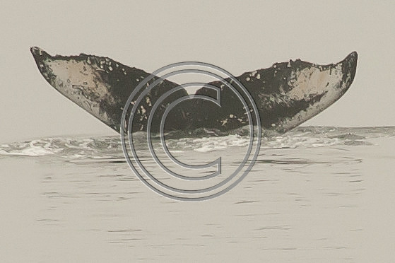 Fluke (Constellation)