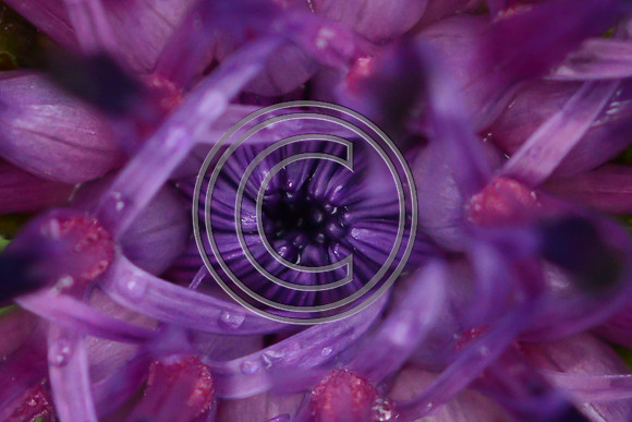 Nebul-eye