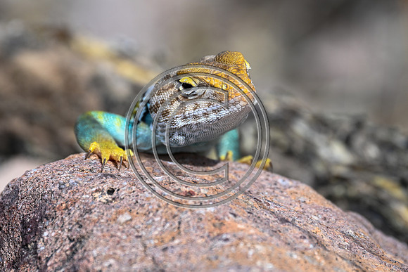 A Splash of color in the Desert