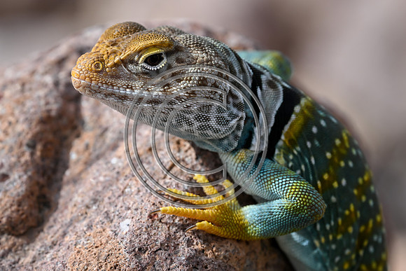 Natures own Beadwork