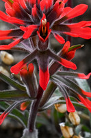 Stigmata/The Blossoming