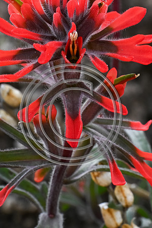 Stigmata/The Blossoming