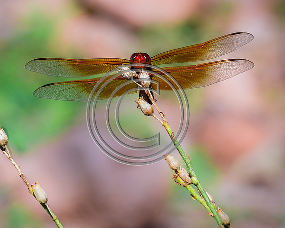 Eye to Eye With my Dragonfly