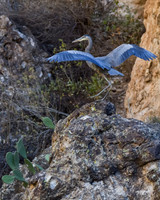 Great Blue Heron Comes to Perch at Canyon Lake